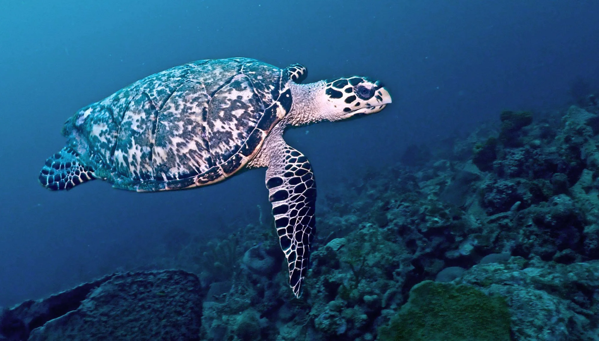 Green sea turtle spotted on a reef dive in Tulum, Mexico — Mexidivers Caribbean reef diving package